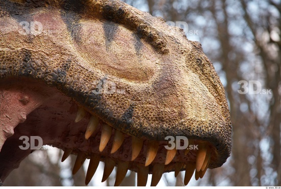 Teeth Dinosaurus-Thyranosaurus