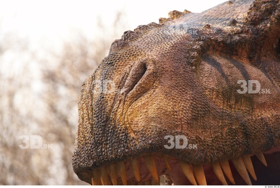 Nose Dinosaurus-Thyranosaurus