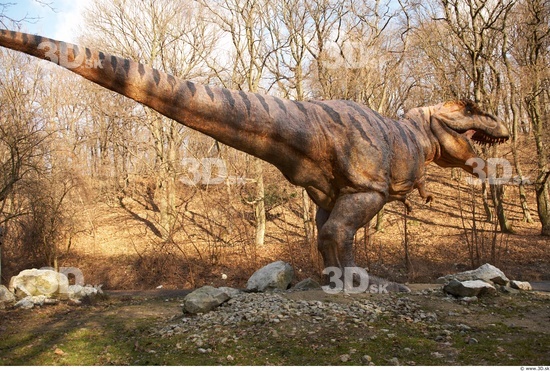 Whole Body Dinosaurus-Thyranosaurus