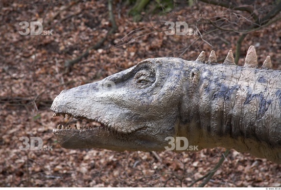Head Dinosaurus-Diplodocus