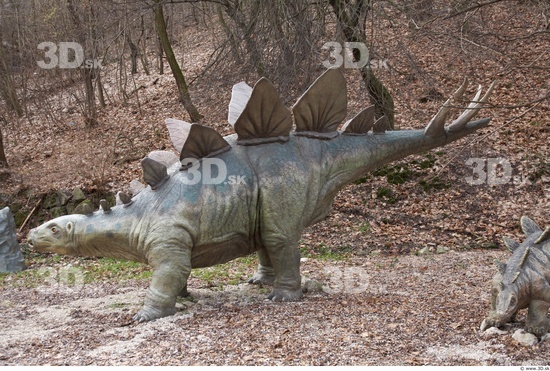 Whole Body Dinosaurus-Stegosaurus Animal photo references