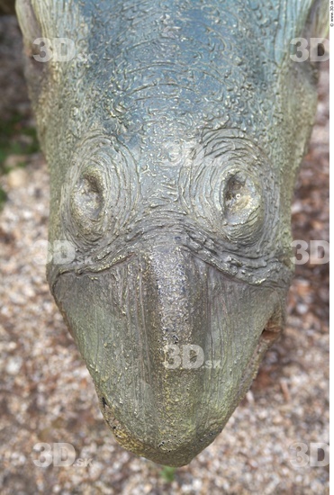 Whole Body Head Dinosaurus-Stegosaurus Animal photo references