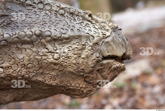 Mouth Whole Body Dinosaurus-Stegosaurus Animal photo references