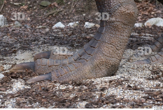 Foot Whole Body Dinosaurus-Ceratosaurus Animal photo references