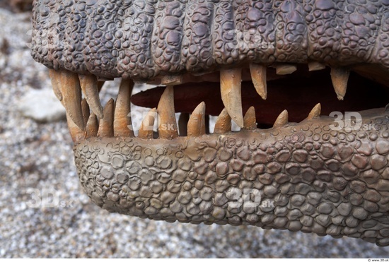 Whole Body Teeth Dinosaurus-Ceratosaurus Animal photo references