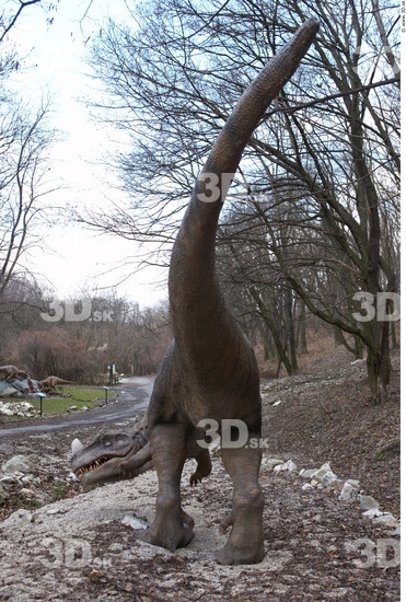 Whole Body Dinosaurus-Ceratosaurus Animal photo references