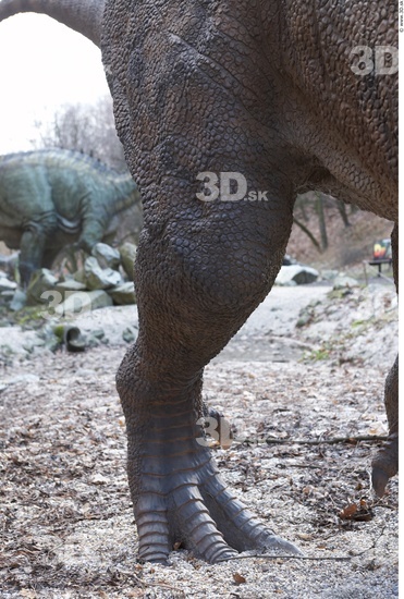 Leg Whole Body Dinosaurus-Ceratosaurus Animal photo references