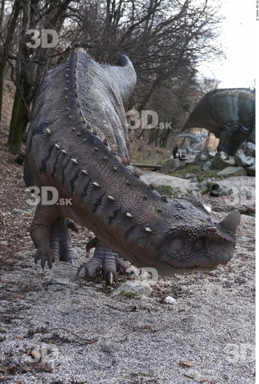 Whole Body Dinosaurus-Ceratosaurus Animal photo references