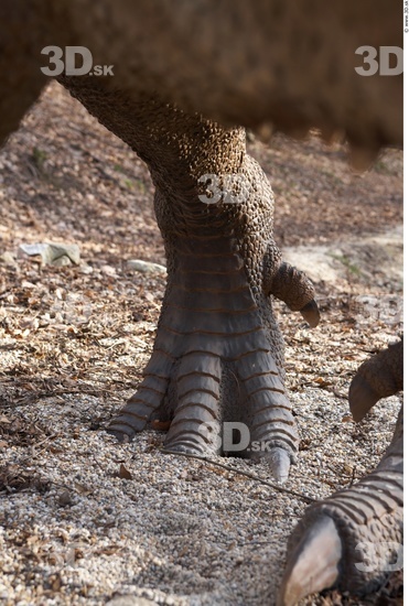 Foot Whole Body Dinosaurus-Ceratosaurus Animal photo references