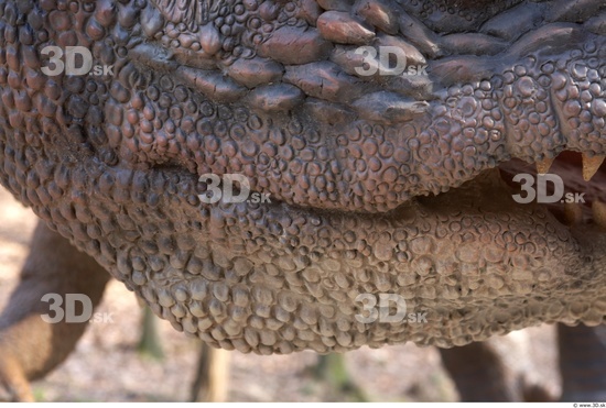 Mouth Whole Body Dinosaurus-Ceratosaurus Animal photo references