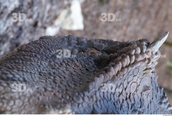 Whole Body Back Dinosaurus-Ceratosaurus Animal photo references