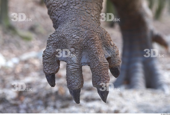 Foot Whole Body Dinosaurus-Ceratosaurus Animal photo references