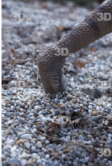 Foot Whole Body Dinosaurus-Ceratosaurus Animal photo references