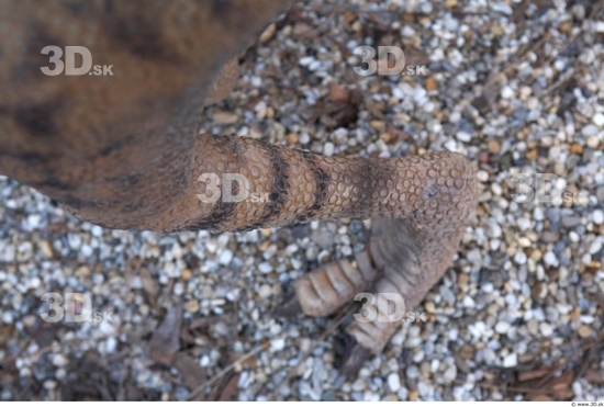 Foot Whole Body Dinosaurus-Ceratosaurus Animal photo references