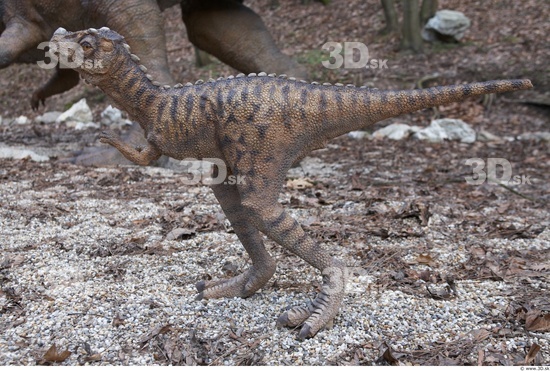 Whole Body Dinosaurus-Ceratosaurus Animal photo references