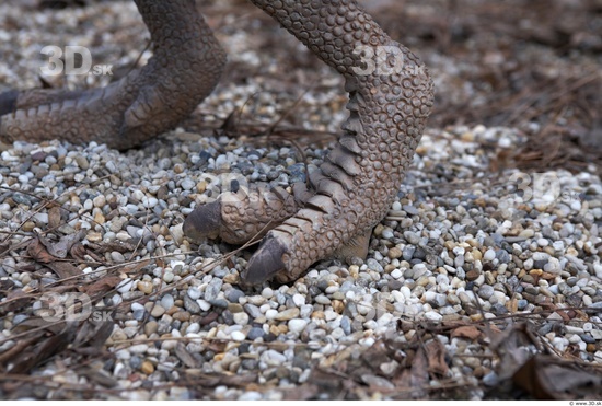 Foot Whole Body Dinosaurus-Ceratosaurus Animal photo references