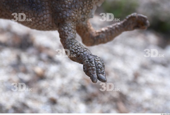 Leg Whole Body Dinosaurus-Ceratosaurus Animal photo references