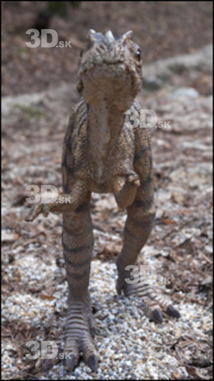 Whole Body Dinosaurus-Ceratosaurus Animal photo references