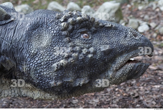 Head Dinosaurus-Sauropelta