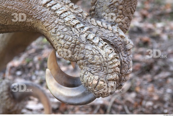 Foot Whole Body Dinosaurus-Saurian Animal photo references