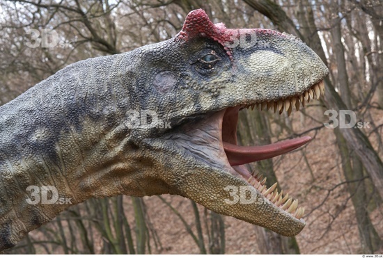 Whole Body Head Dinosaurus-Allosaurus Animal photo references