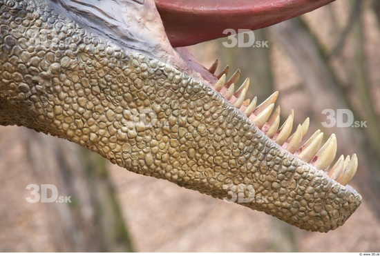 Whole Body Teeth Dinosaurus-Allosaurus Animal photo references