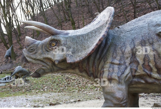 Whole Body Head Dinosaurus-Triceratops Animal photo references