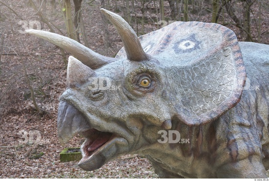 Whole Body Head Dinosaurus-Triceratops Animal photo references