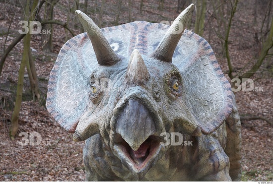 Whole Body Head Dinosaurus-Triceratops Animal photo references