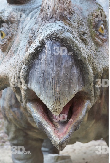 Mouth Whole Body Dinosaurus-Triceratops Animal photo references