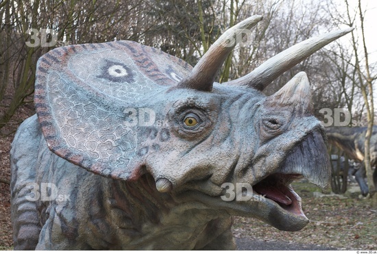 Whole Body Head Dinosaurus-Triceratops Animal photo references