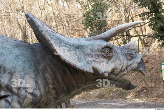 Whole Body Head Dinosaurus-Triceratops Animal photo references