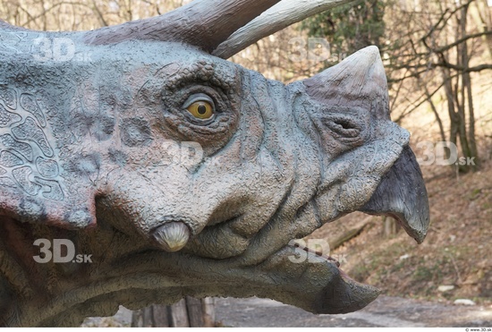 Whole Body Head Dinosaurus-Triceratops Animal photo references