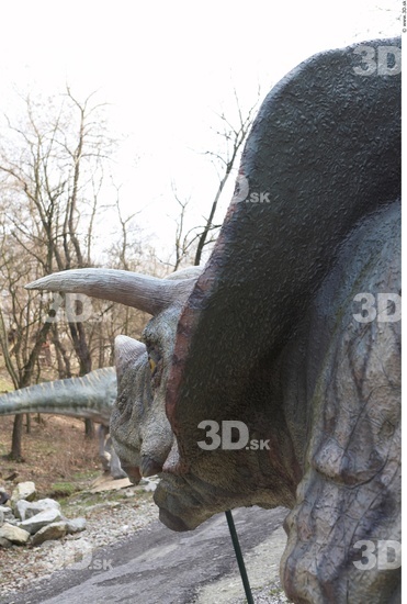 Whole Body Head Dinosaurus-Triceratops Animal photo references