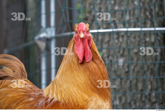 Whole Body Hen Animal photo references