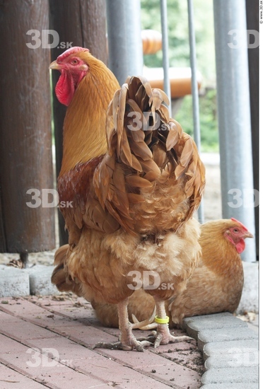 Whole Body Hen Animal photo references