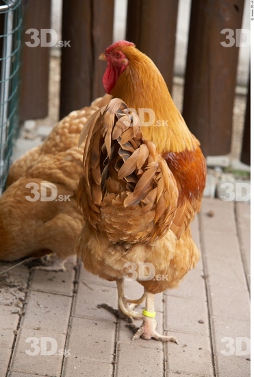 Whole Body Hen Animal photo references