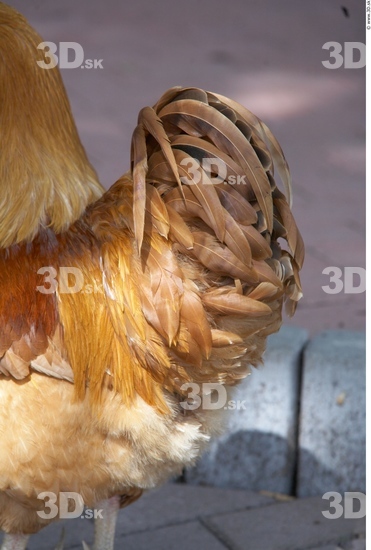 Whole Body Hen Animal photo references