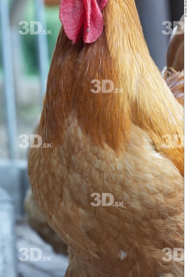 Chest Whole Body Hen Animal photo references