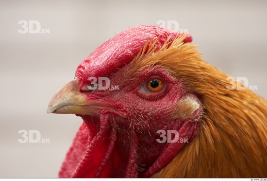 Whole Body Head Hen Animal photo references