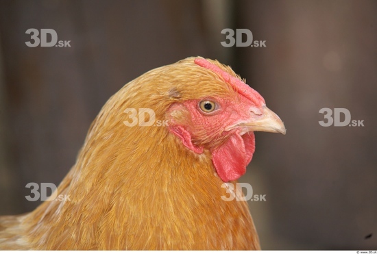 Whole Body Head Hen Animal photo references