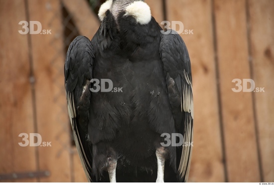 Chest Condor