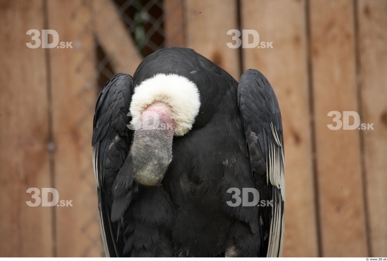 Head Condor