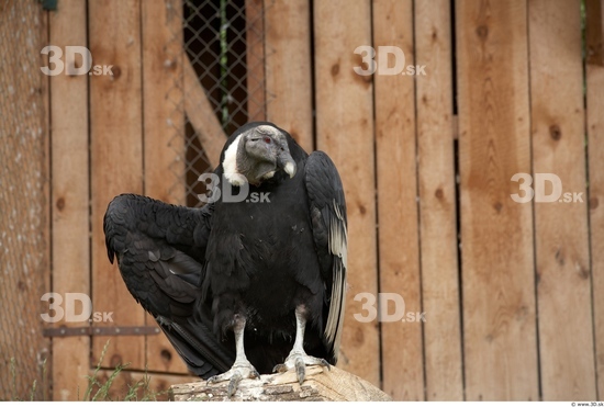 Whole Body Condor