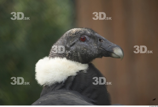 Head Condor