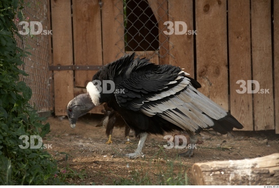 Whole Body Condor