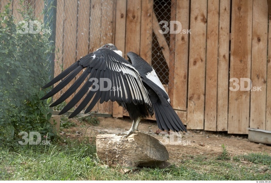 Whole Body Condor