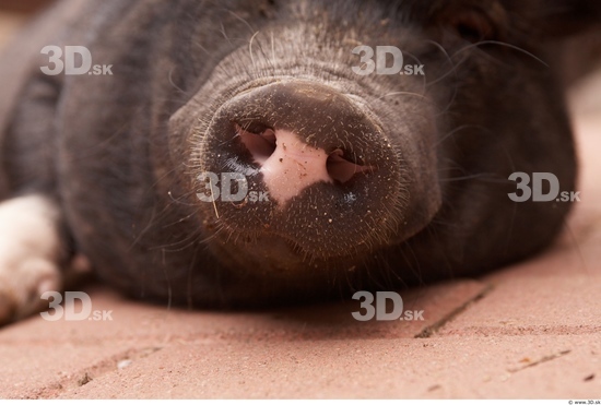 Nose Pig