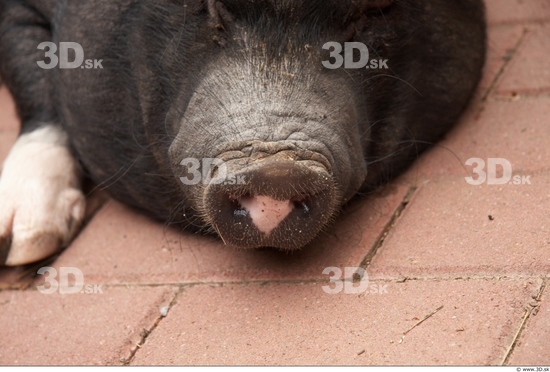 Nose Pig