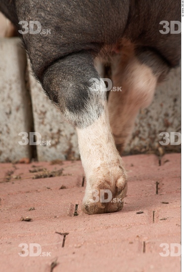 Calf Pig